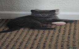 Russian Blue cats for sale: Gorgeous Russian Blue kittens - Image 13