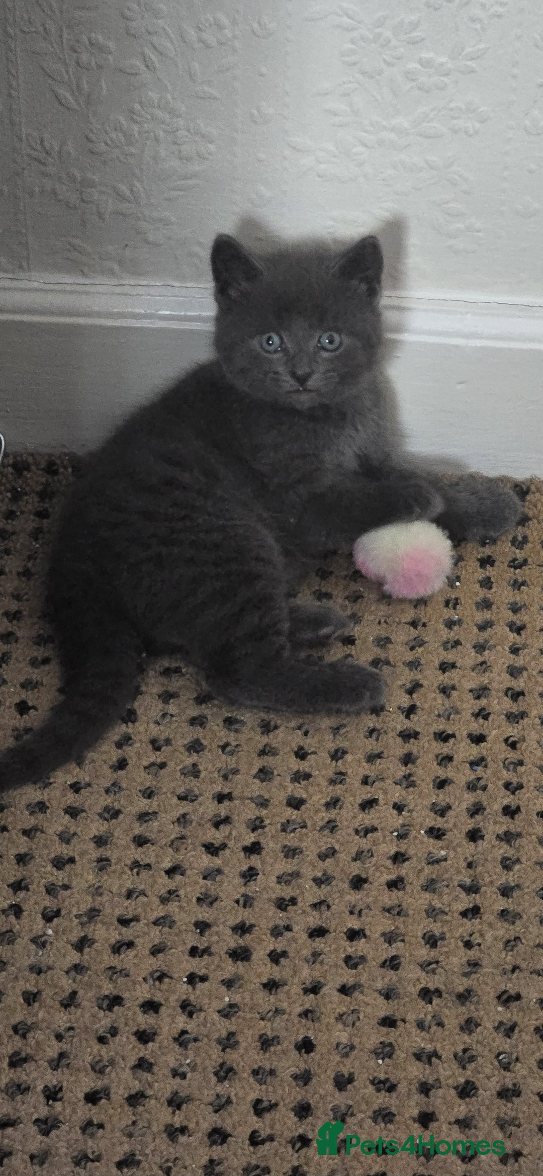 Russian Blue cats for sale: Gorgeous Russian Blue kittens - Image 13