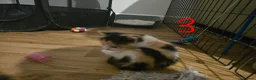 British Longhair cats for sale: Long haired kittens  in Waterlooville - Advert 14