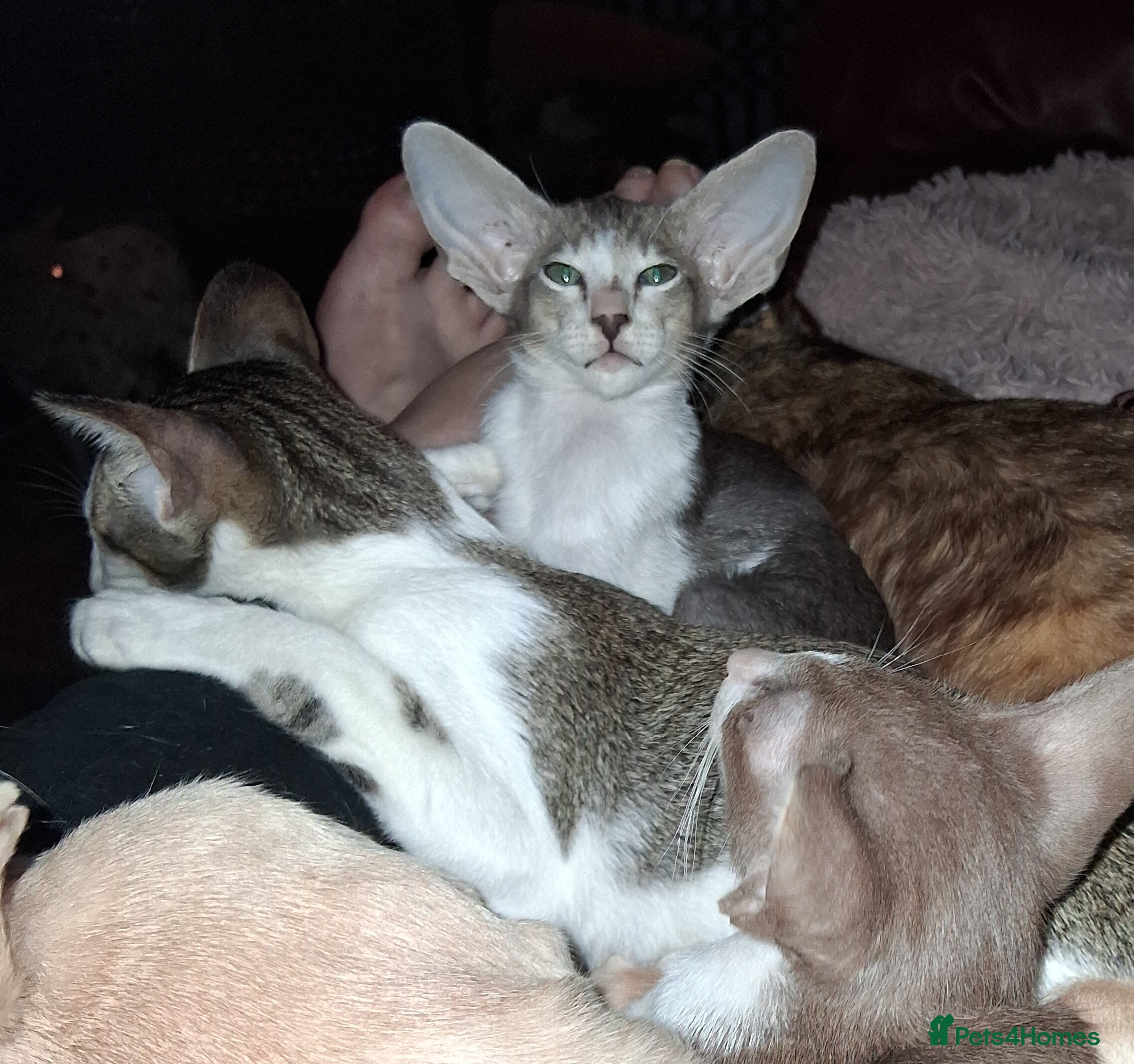 Oriental cats Stunning modern style oriental girls ready 9.3.26 - Advert 17