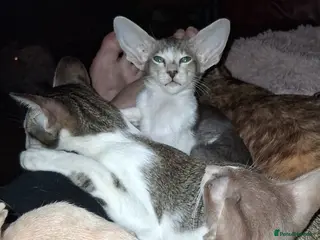 Oriental cats Stunning modern style oriental girls ready 9.3.26 - Advert 17