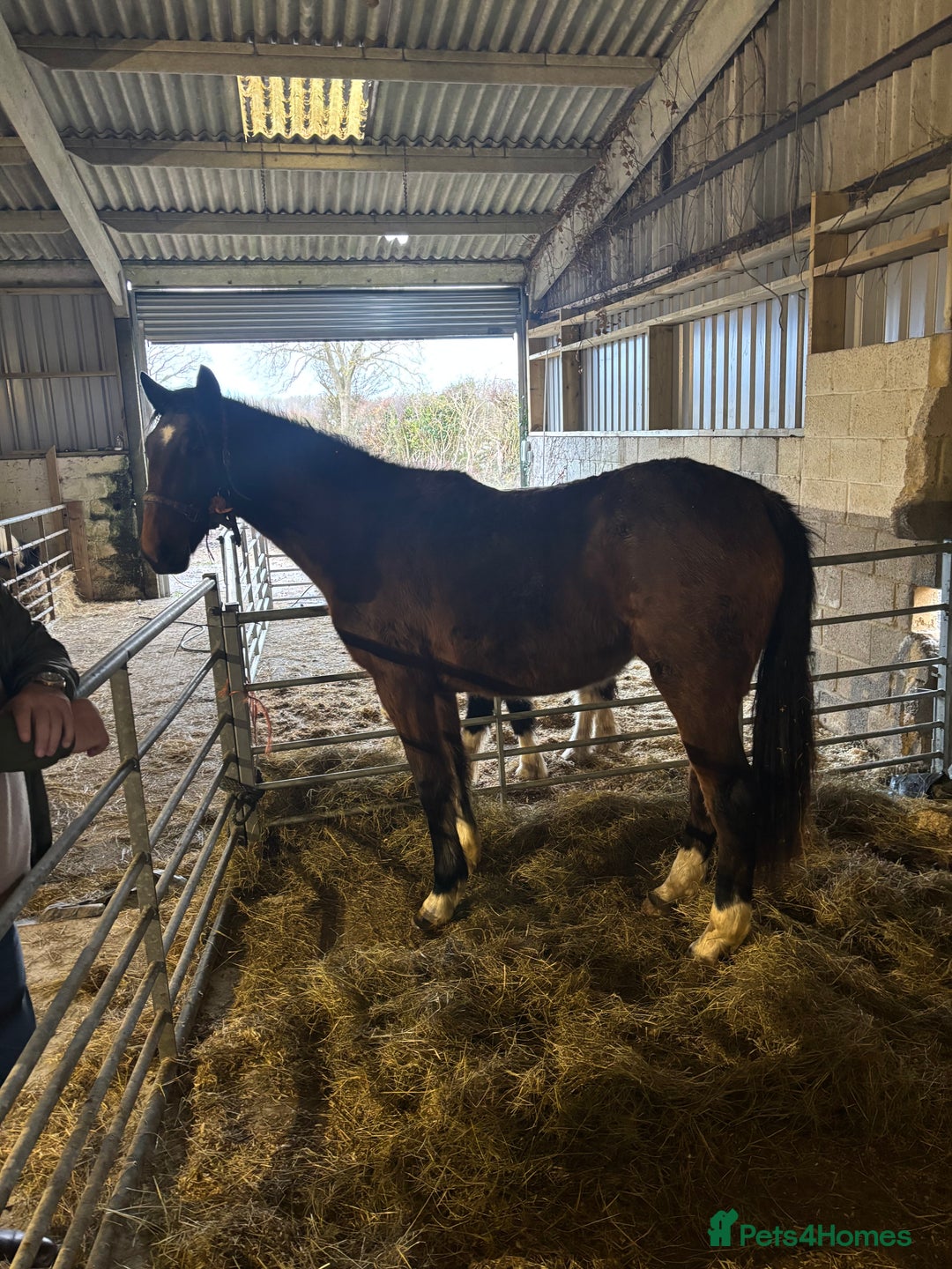 Hackney horses for sale: Ride and drive Hackney mare - Advert 2