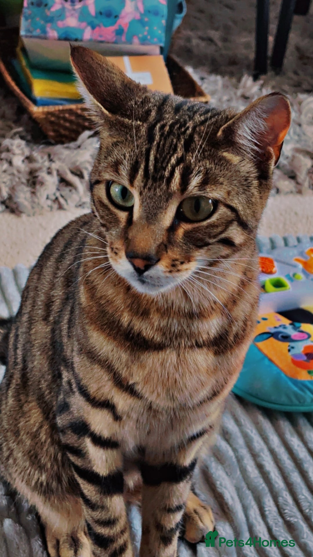 Bengal cats for sale: Milo & Luna 🩵🩷 - Advert 4