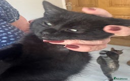 Mixed Breed cats for sale: Various kittens - Image 1
