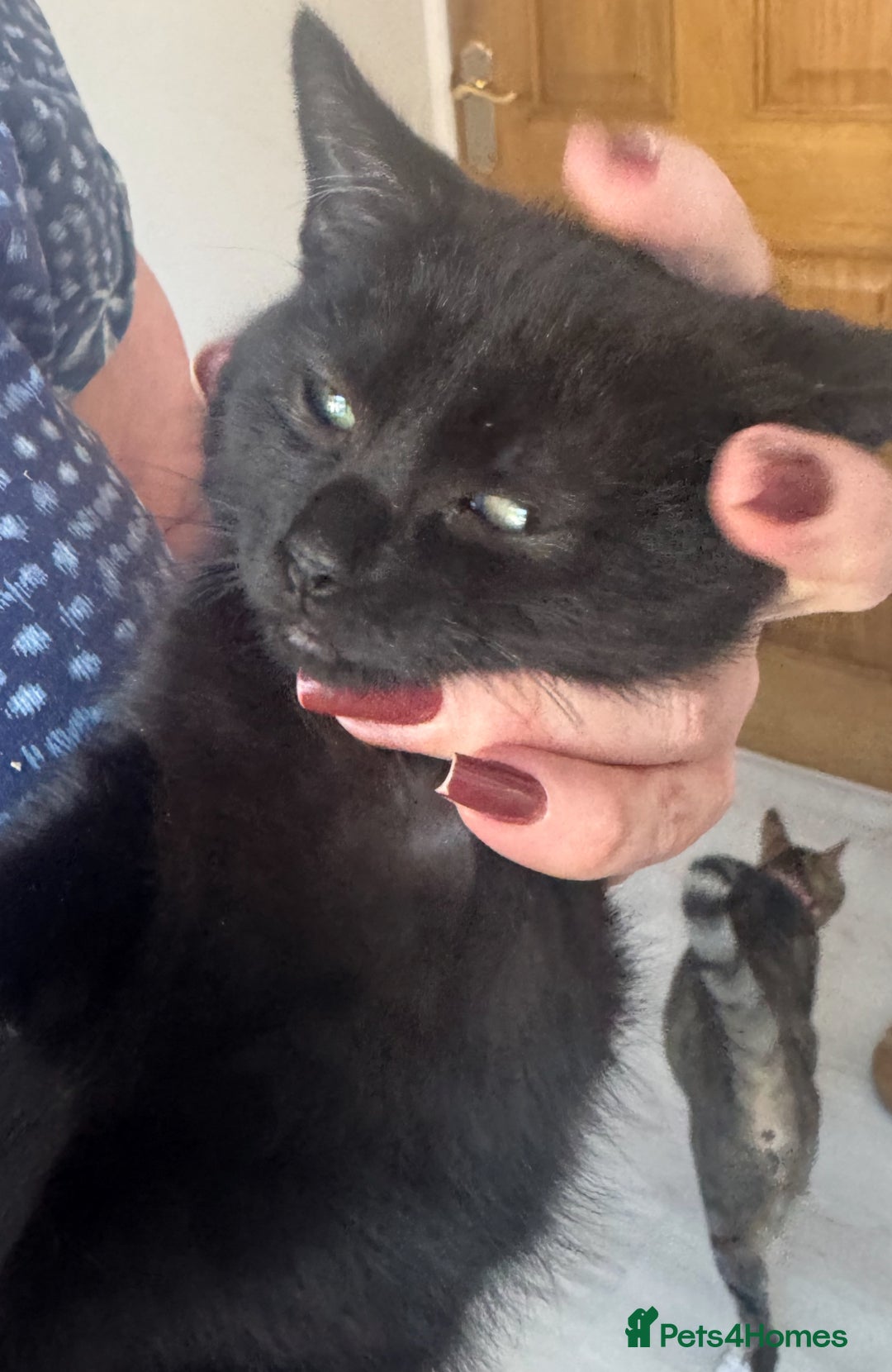 Mixed Breed cats for sale: Various kittens - Image 1
