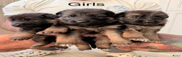 German Shepherd dogs for sale: Purebred German shepherd puppies  - Advert 4