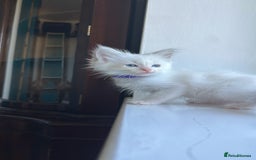 Ragdoll cats for sale: GCCF Registered Ragdoll Kittens Available! 🐾 in Taunton - Image 35