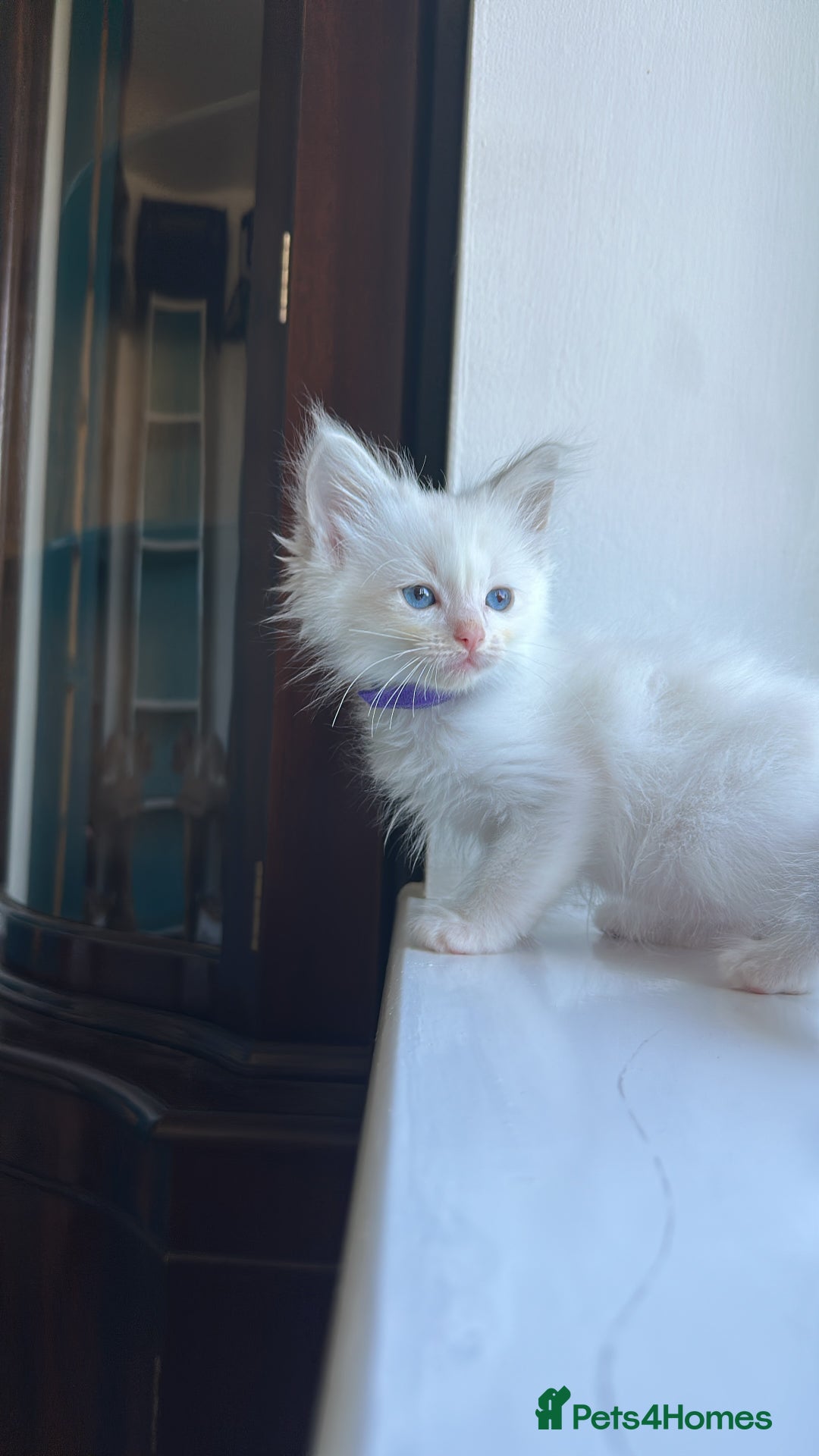 Ragdoll cats for sale: GCCF Registered Ragdoll Kittens Available! 🐾 in Taunton - Image 35