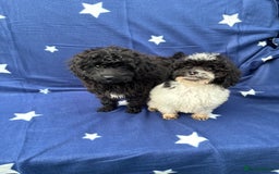 Cavapoo dogs for sale: 2 female cavapoo pups for sale 🩷 - Image 4