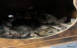 Bengal cats for sale: 🐾 TICA Registered Bengal Kittens 🐆🥰 - Image 17