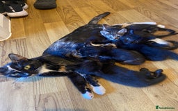 Bengal cats for sale: 7 adorable bengal/tort kitties available now!  - Image 14