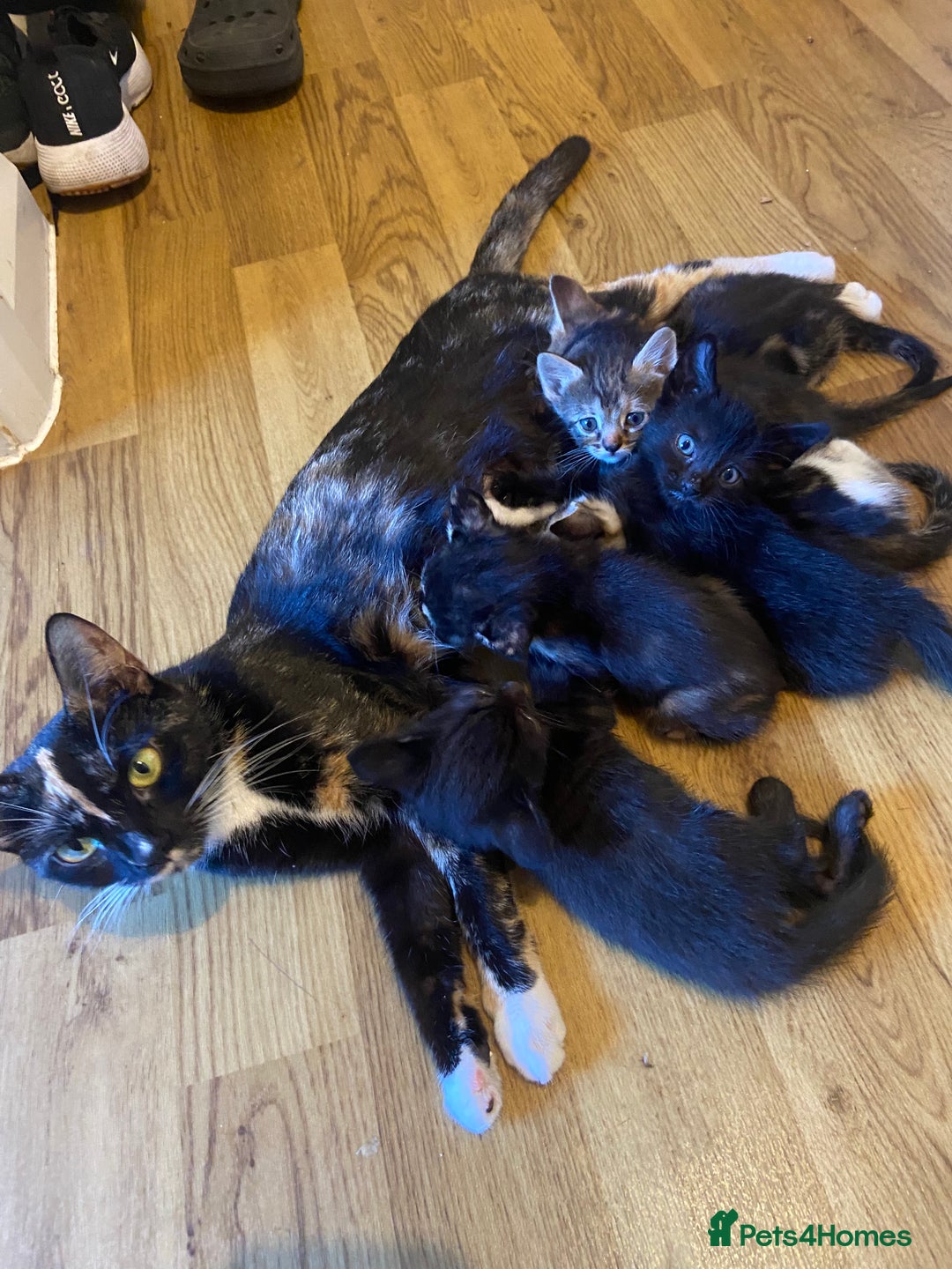 Bengal cats for sale: 7 adorable bengal/tort kitties available now!  - Image 14