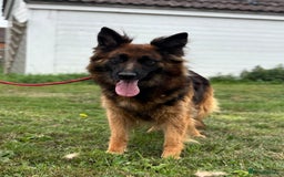 German Shepherd dogs for sale: German Shepherd KC Female  - Image 1