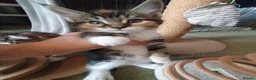 Maine Coon cats for sale: 5 Lovely Maine Coon cross kittens for sale - Advert 14