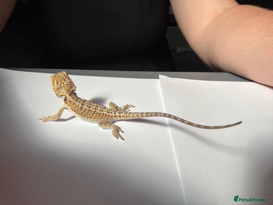 Bearded Dragon reptiles for sale: Baby beardies - Image 15