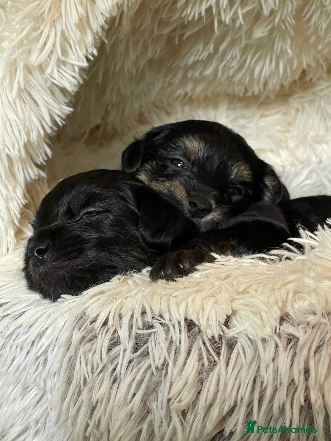 Mixed Breed dogs for sale: Adorable Morkie Poo puppies - Advert 10