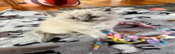 Ragdoll cats for sale: 2 boys for £700 (one from my other advert) - Advert 22