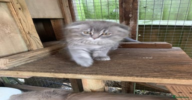 Scottish Fold cats - Advert 2