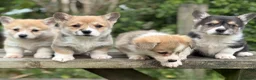 Welsh Corgi Pembroke dogs for sale: Outstanding Welsh Pembrokeshire Corgis  - Advert 1