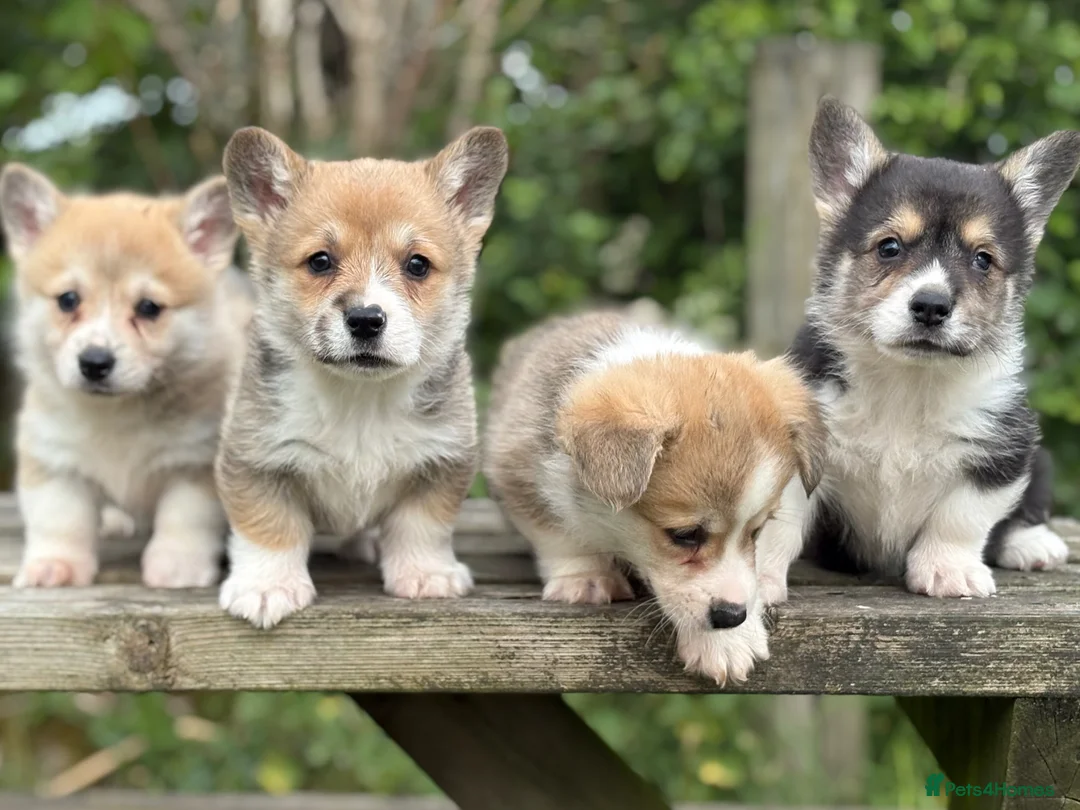 Welsh Corgi Pembroke dogs for sale: Outstanding Welsh Pembrokeshire Corgis  - Advert 1