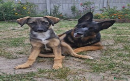 German Shepherd dogs for adoption: 💖🐶 NIKKI 🐶💖 - Image 3