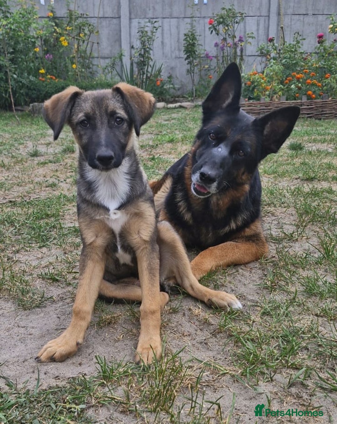 German Shepherd dogs for adoption: 💖🐶 NIKKI 🐶💖 - Image 3