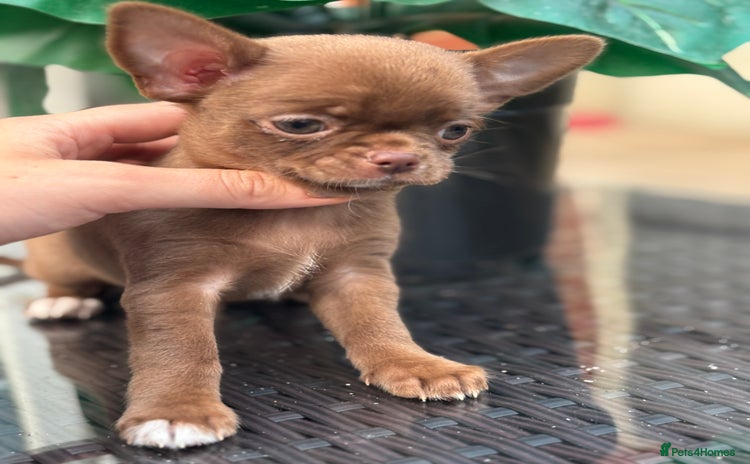 Chihuahua dogs - Advert 4
