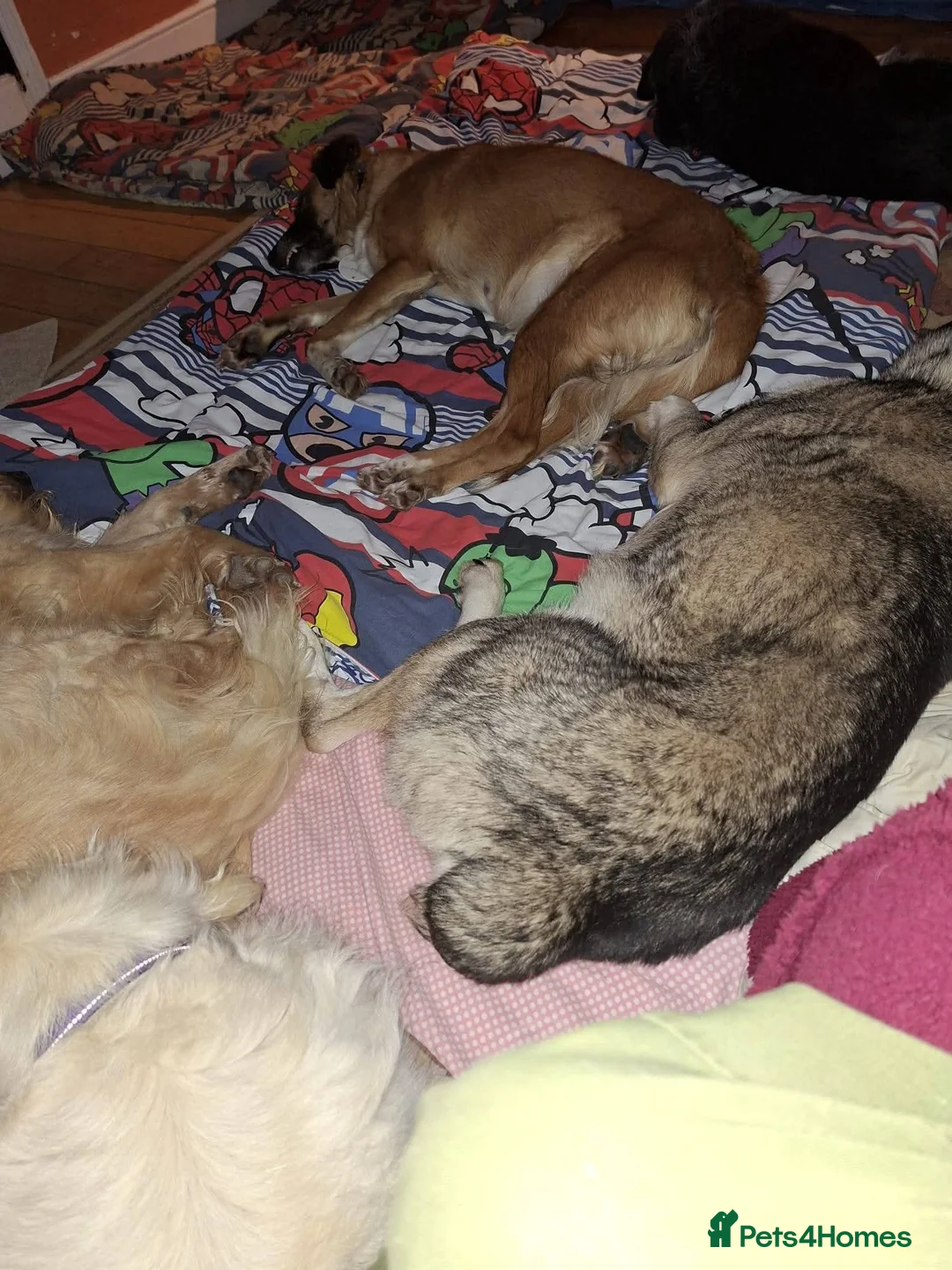 Mixed Breed dogs for adoption: Meet Zena,currently residing in Carmarthenshire  in Carmarthen - Advert 6