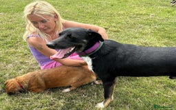 Mixed Breed dogs for adoption: Whiskey. Norwich Norfolk  - Image 7