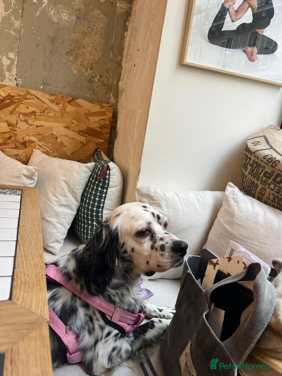 English Setter dogs for adoption: Ruby and Ellie - 2.5 years old | Female Setters - Image 22