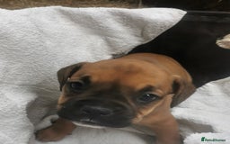 Boxer dogs for sale: Boxer - Image 5