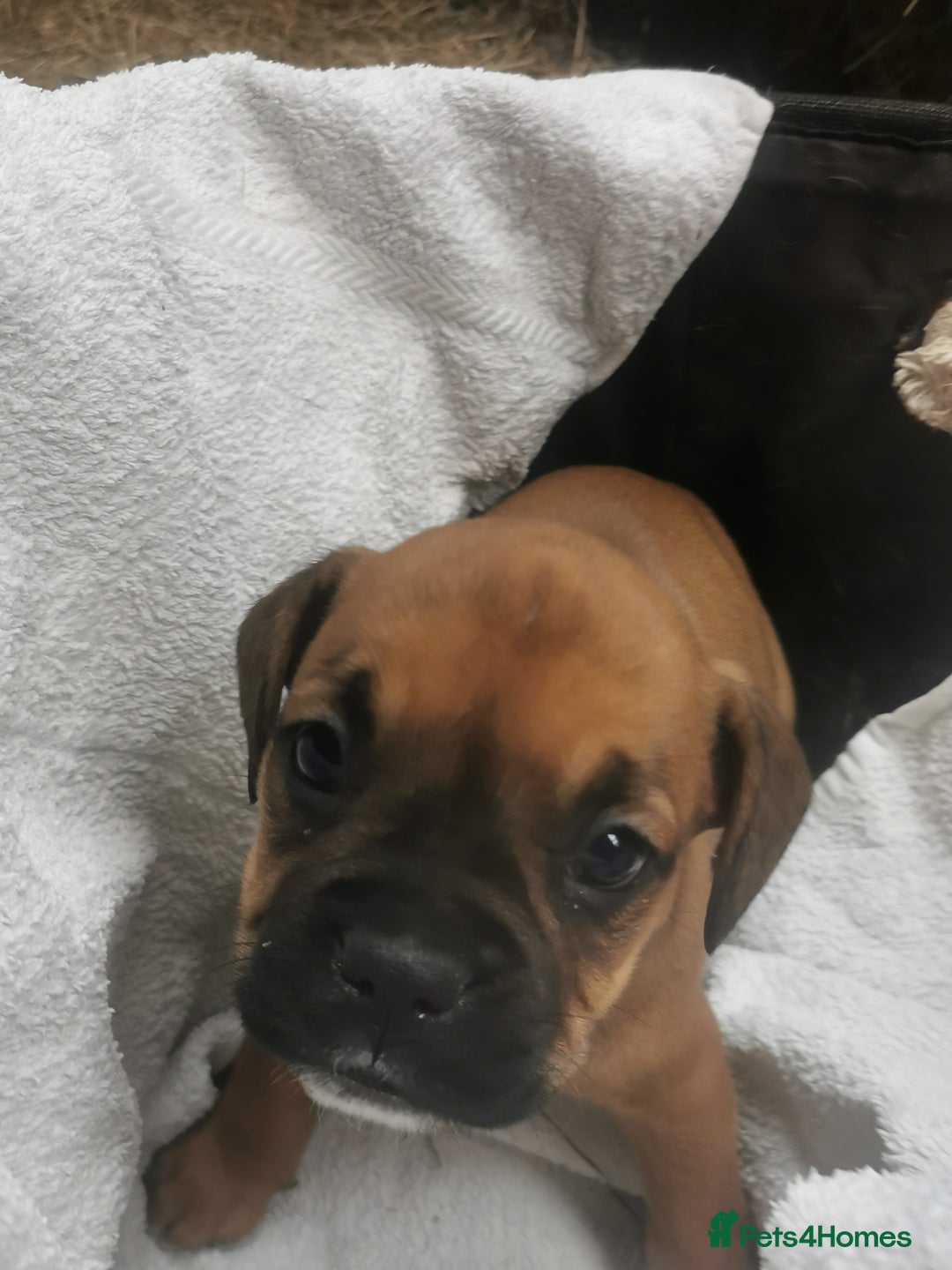 Boxer dogs for sale: Boxer - Image 5