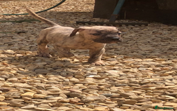 Presa Canario dogs for stud: STUD DOG presa canario pedigree reverse brindle - Image 11