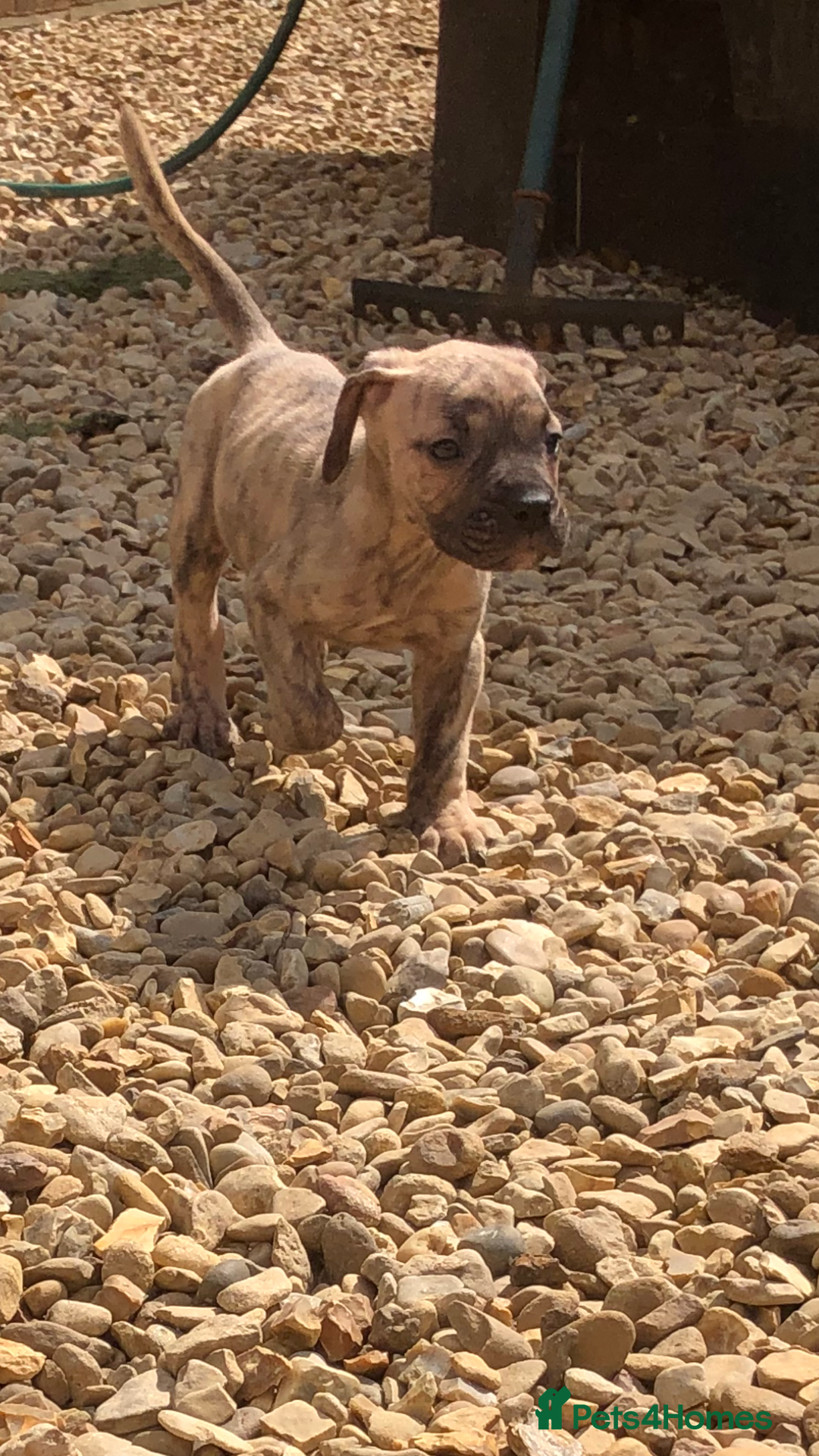 Presa Canario dogs for stud: STUD DOG presa canario pedigree reverse brindle - Image 11