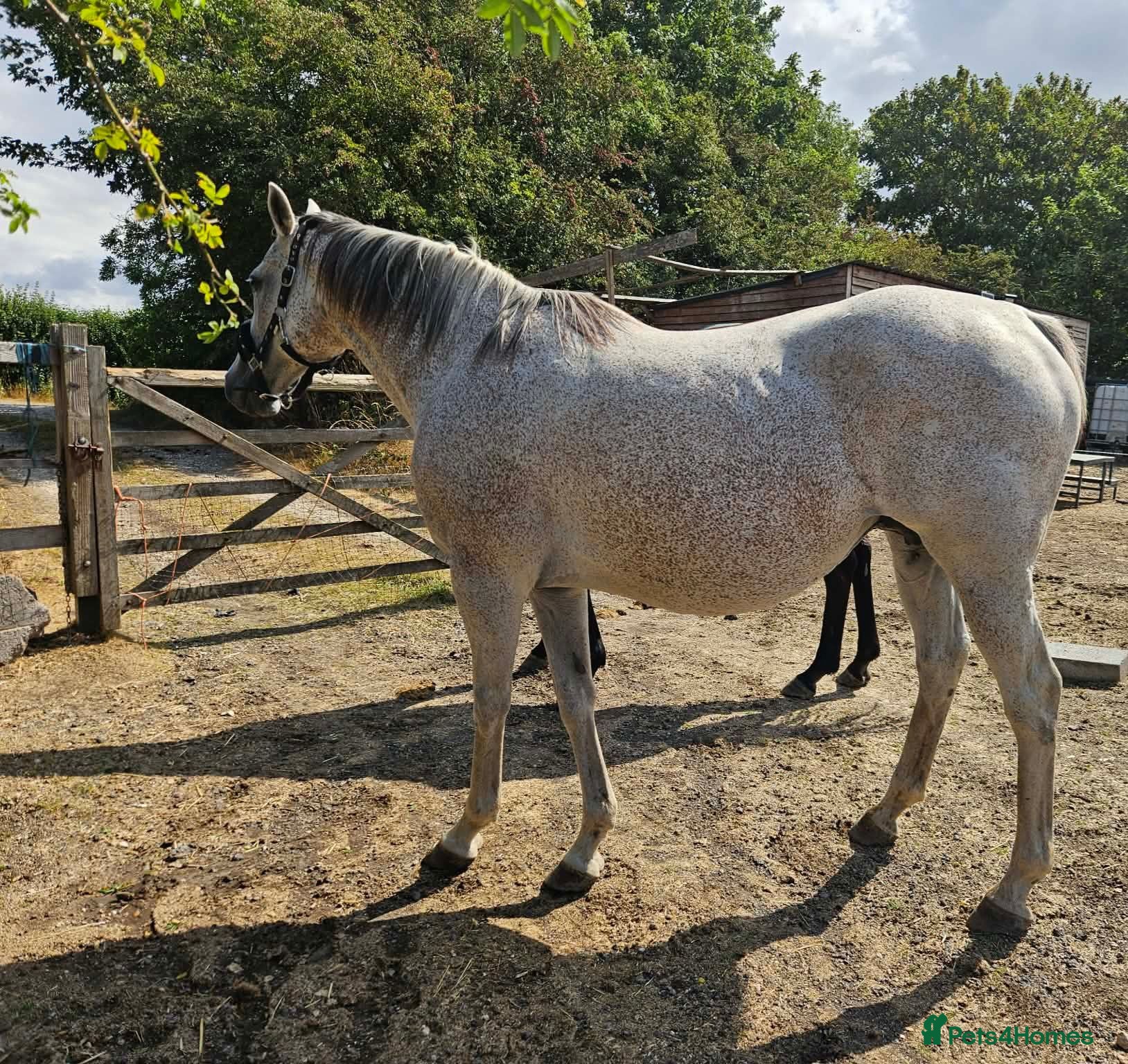 Irish Thoroughbred horses 15.2 + Thoroughbred Mares Available  - Advert 2