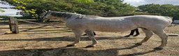 Irish Thoroughbred horses for sale: 15.2 + Thoroughbred Mares Available  - Advert 4