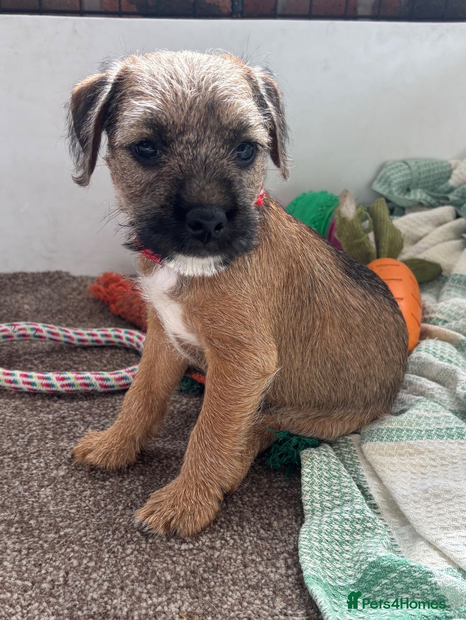 Mixed Breed dogs Beautiful BorderJack Puppies - Advert 1