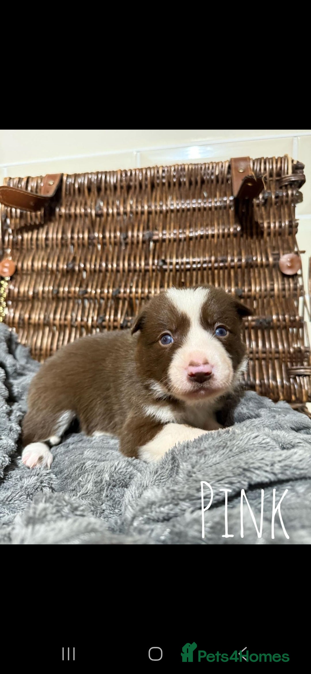 Border Collie dogs for sale: Brown,tan and white border collie pups for sale  - Advert 7