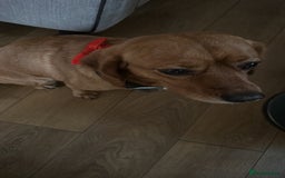Beaglier dogs for sale: Beaglier needing new home - Image 8