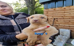 Labradoodle dogs for sale: F1b labradoodle,  back cross to a labrador - Image 1