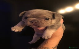 French Bulldog dogs for sale: Two boys  - Advert 12