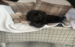Cockapoo dogs for sale: F1 miniature gorgeous cockapoo puppies  - Image 33