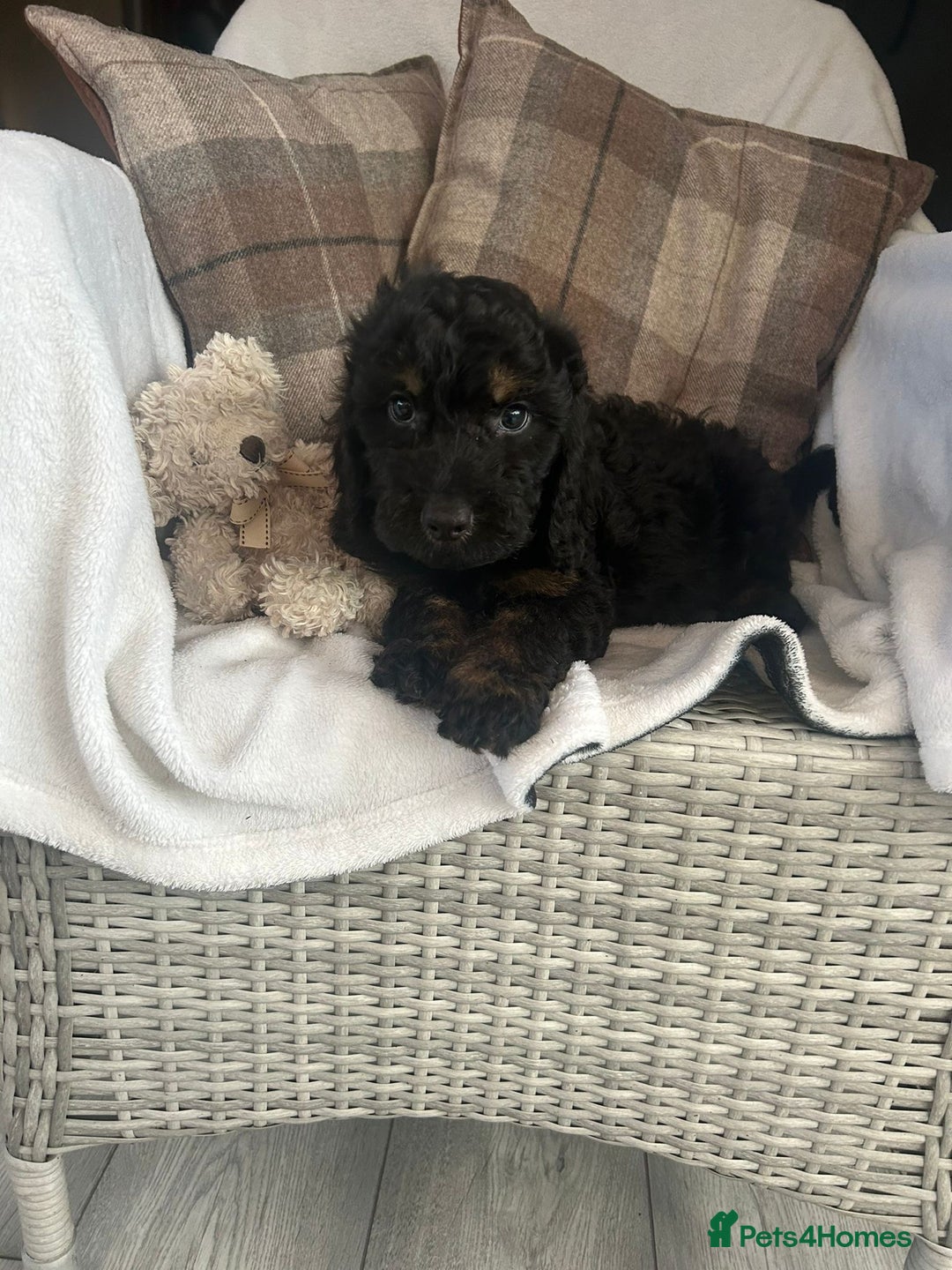 Cockapoo dogs for sale: F1 miniature gorgeous cockapoo puppies  - Image 33