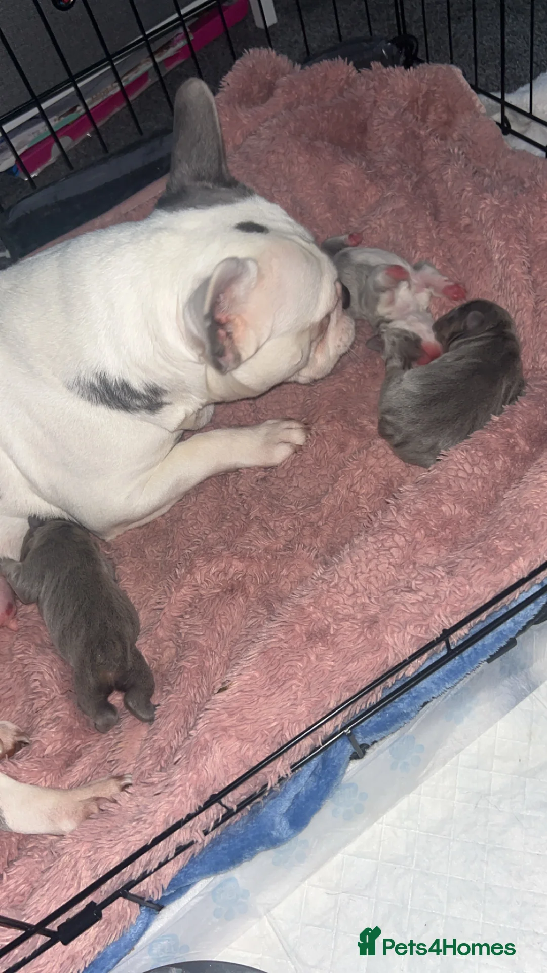 French Bulldog dogs for sale: French bulldogs - Advert 1