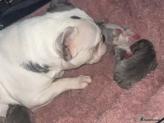 French Bulldog dogs French bulldogs - Advert 10