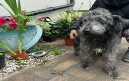 Mixed Breed dogs for adoption: Meet PERCY - a Lovely Boy for a Loving Home - Image 9