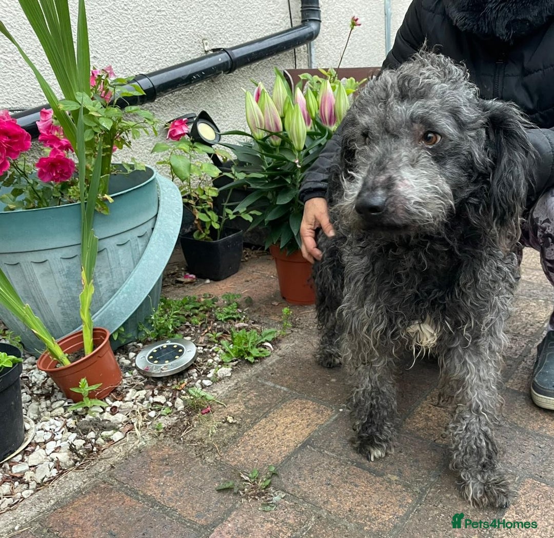 Mixed Breed dogs for adoption: Meet PERCY - a Lovely Boy for a Loving Home - Image 9
