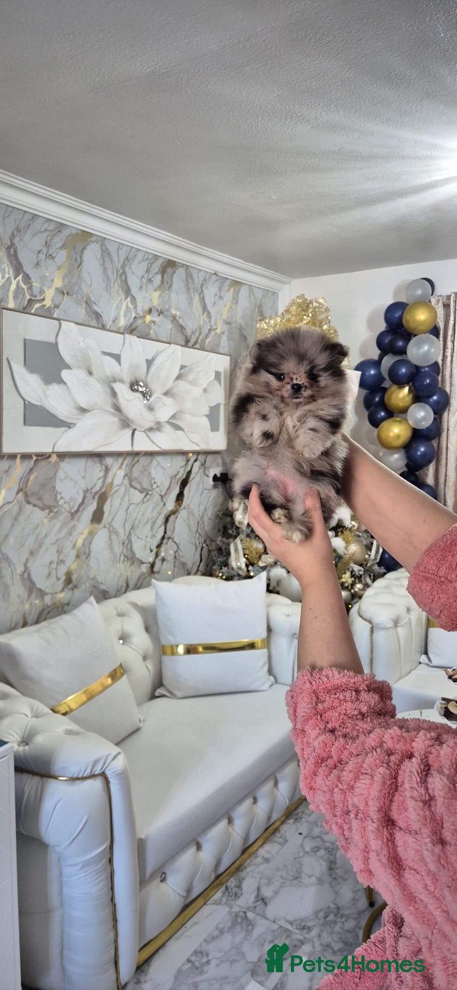 Pomeranian dogs Pomeranian  **  Teddy face 🐻  - Advert 2