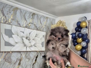 Pomeranian dogs Pomeranian ** Teddy face 🐻 - Advert 2