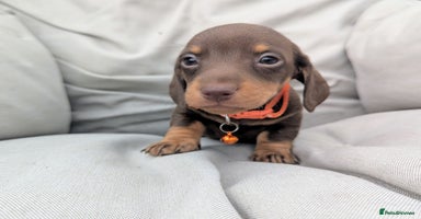Miniature Dachshund dogs - Advert 2